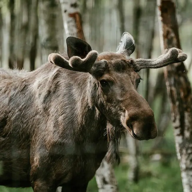 eland safari nordic woods
